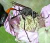 Ammophila sabulosa